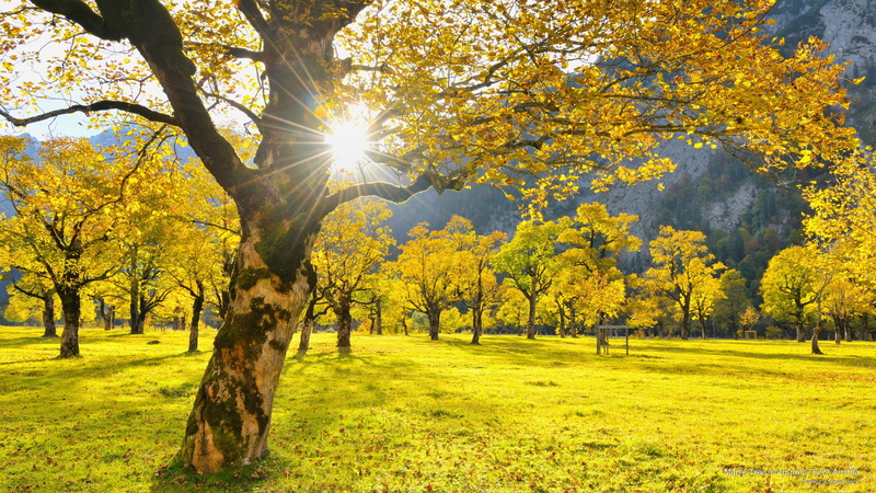 tree, 2K, maple, austria, autumn, Fall, tyrol