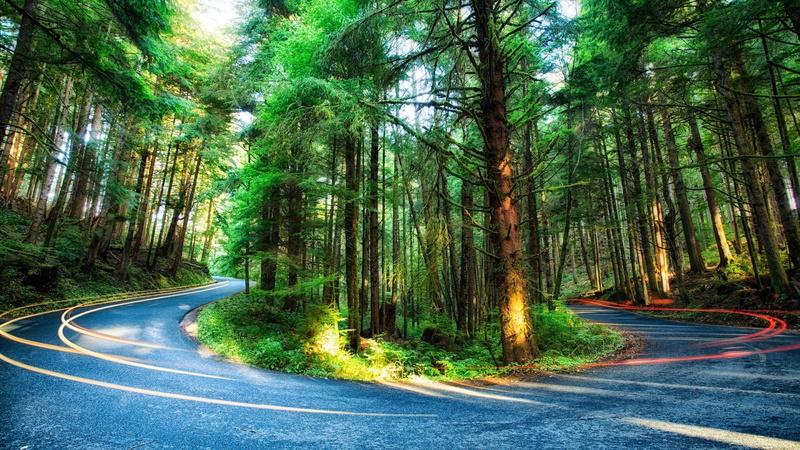 moss, green, plant, day, road marking, direction, land, tree trunk, tree, transportation, leafed, bamboo - plant, green color, woodland, plants, branch