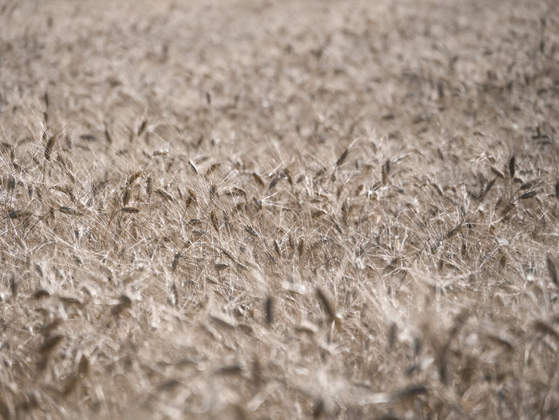 sun, focu, backgrounds, field, grain, south of france, land, tranquility, valensole, france, growth, simple picture, grass, yellow, selective focus, focus