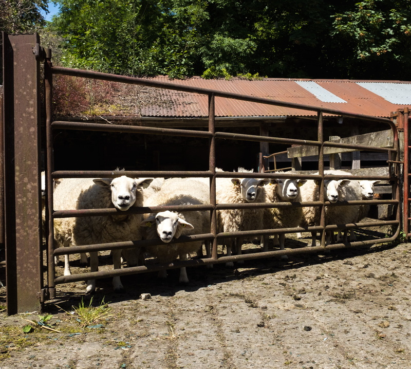 domestic animals, stare, animal, track, farming ireland, white, wool, rail transportation, ireland, sunlight, 2K, transportation, day, lamb, animals, lambs