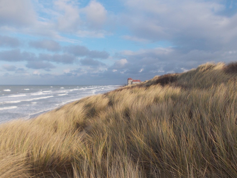 day, nature, horizon over water, non-urban scene, scenics - nature, marram grass, sea, tranquility, foredune, water, timothy grass, no people, grass, sky