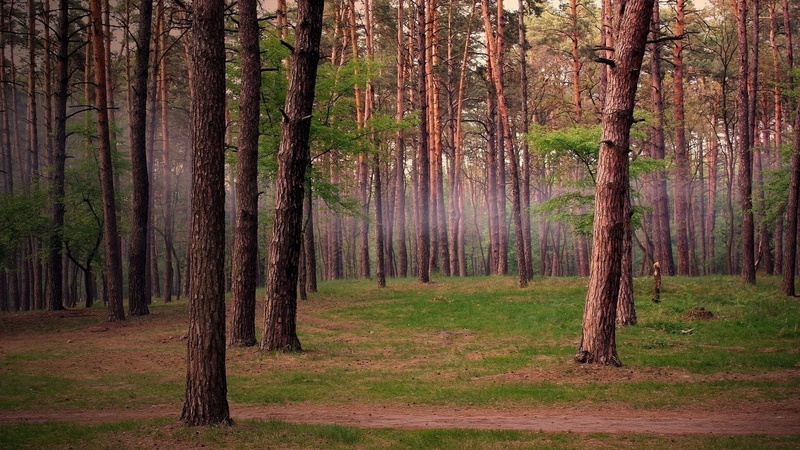desktop, background, trail, forest, summer, nature, fog, 1080P, trees