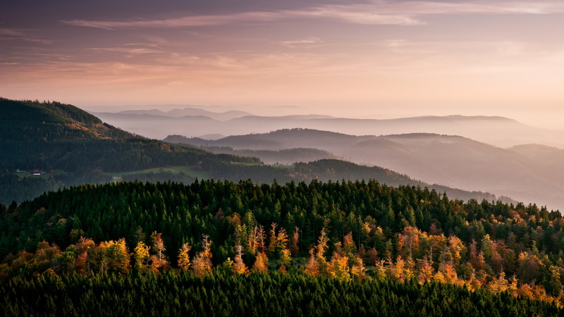 fog, trees, 4K, beauty in nature, sky, landscape, field, mountains, nature, tranquil scene, coniferous tree, woodland, plant, pine tree, land, sun, tree