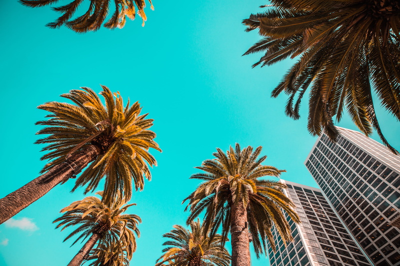 date palm tree, day, architecture, palm, retro, turquoise colored, growth, luxury, trees, nature, outdoors, coconut palm tree, hot, resort, sky, low angle view