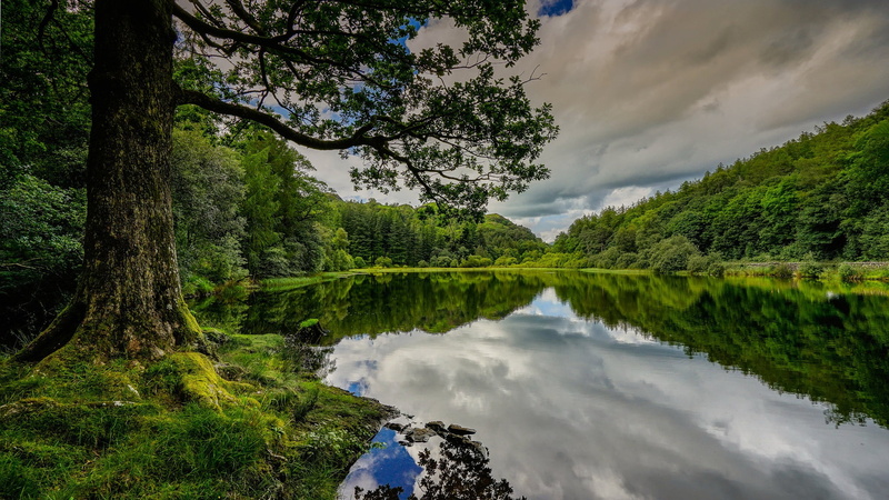 growth, nature, green color, tranquility, reflection lake, plant, 1080P, cloud - sky, no people, outdoors, beauty in nature, Cumbria, reflection, tree