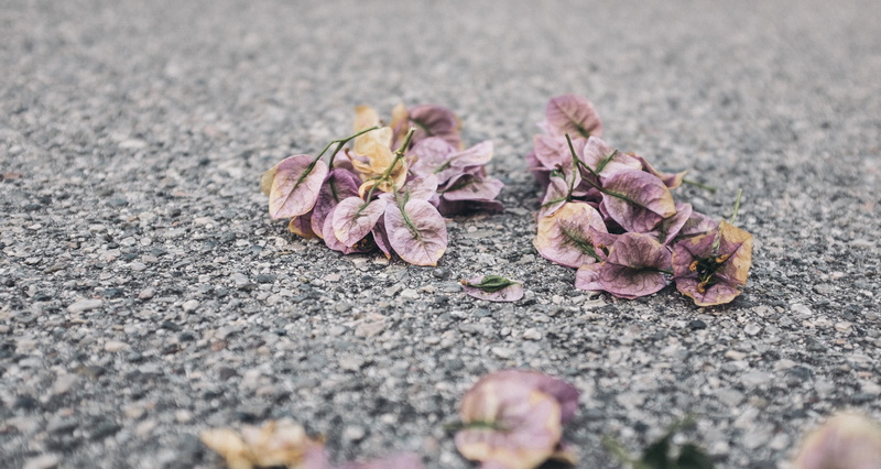 close-up, padenghe sul garda, surface level, selective focus, beauty in nature, day, flowering plant, outdoors, autumn, no people, fragility, flower, via prais