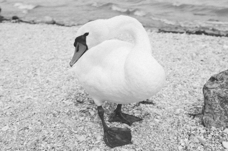 4K, high angle view, land, beach, sirmione, full length, outdoors, animal wildlife, close-up, animal, italien, focus on foreground, bird, nature, white color