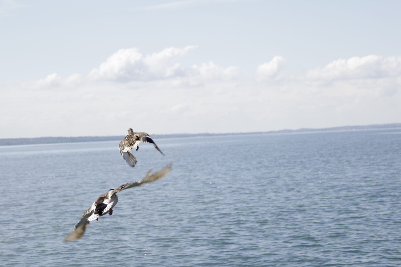 no people, water, animal themes, sea, ducks, nature, motion, fly, duck, 5K, horizon over water, animals in the wild, italien, beauty in nature, day, one animal