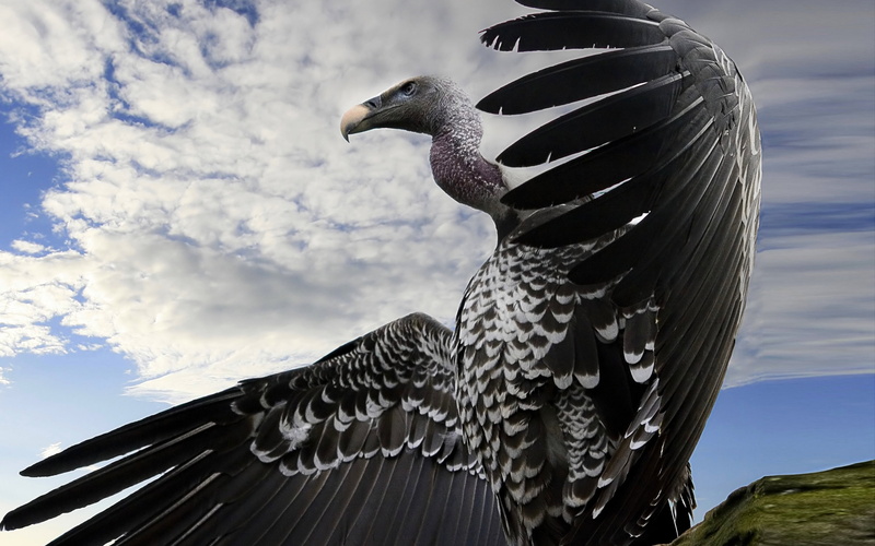 2K, breathtaking, condor