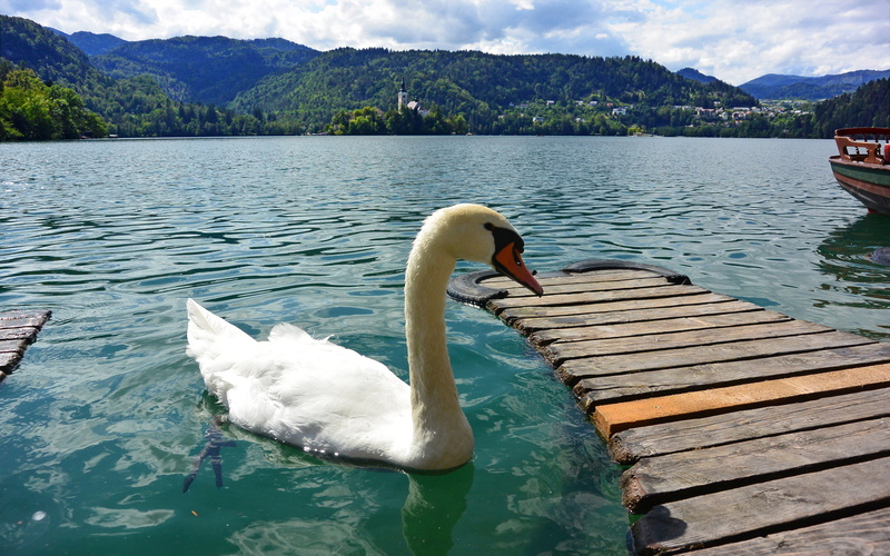 white color, animals in the wild, bled, day, hd, outdoors, swimming, rippled, mountain, animal, animal wildlife, no people, lake, bird, swan