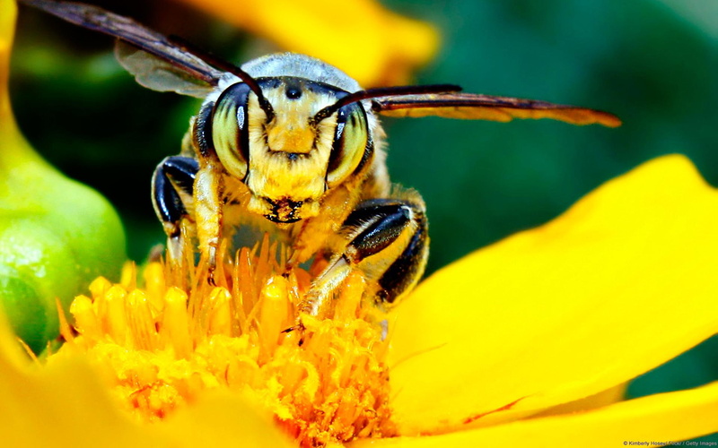 1080P, flowers, animals, blooms, pollinating, nature, bee, insects