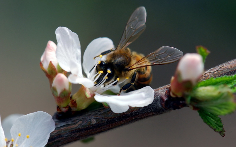 animals in the wild, one animal, close-up, 2K, beauty In Nature, growth, pollen, outdoors, flower, petal, no people, animal Wing, green Color, invertebrate
