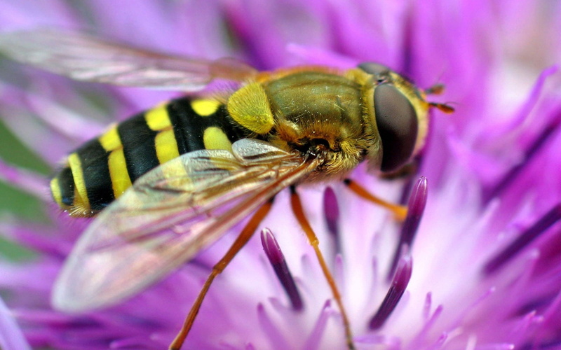 flower, bee, 1080P, pollination
