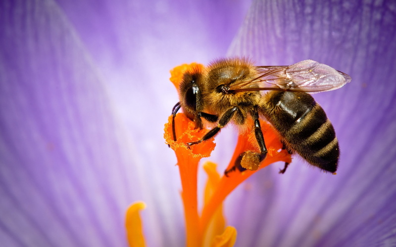 one animal, invertebrate, petal, animal wildlife, blue, outdoors, yellow, bee, pollination, springtime, honey, honey Bee, beauty In Nature, color Image