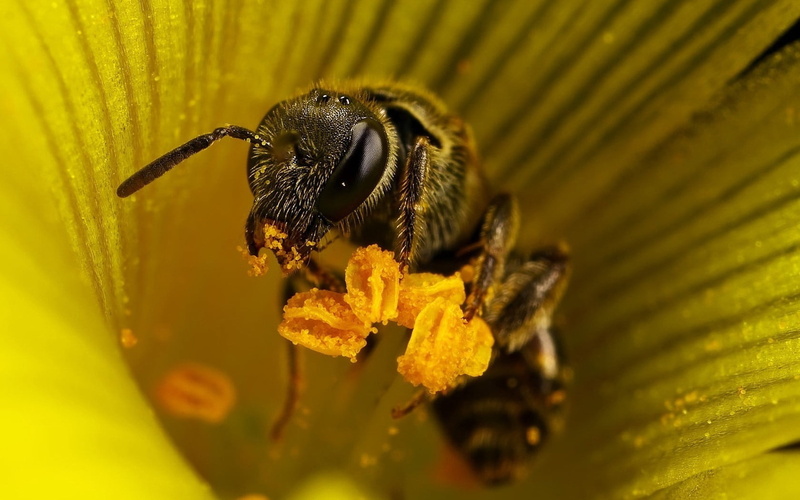 leaf, honey, single Flower, macro, flower head, selective focus, animal themes, petal, close-up, pollen, summer, flower, growth, one animal, fragility