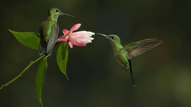 leaf, no people, nature, flower, animals in the wild, fragility, animal themes, wildlife, wing, pollination, 1080P, birds, growth, animal, animal wildlife