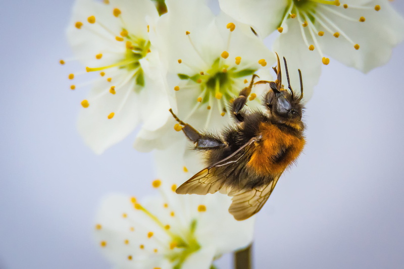 pollen, plant, 2K, petal, freshness, one animal, beauty in nature, bee, animal wildlife, animal, flower, insect, animal themes, bumblebee, pollination