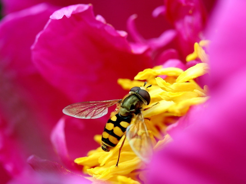 one animal, pink color, green Color, working, single Flower, animals And Pets, fly, freshness, invertebrate, animal Wing, flower head, butterfly - insect