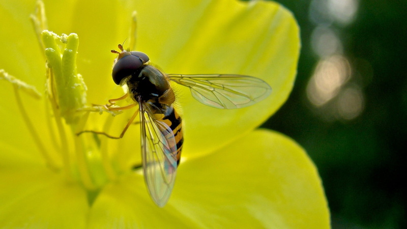 invertebrate, no people, focus on foreground, hoverfly, yellow, insects, pollination, animals in the wild, flower, green Color, animals And Pets, insect