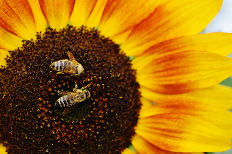 outdoors, summer, petal, sunflower, animal wildlife, bee, no People, animal themes, vulnerability, invertebrate, nature, flower, 5K, pollen, yellow, agriculture