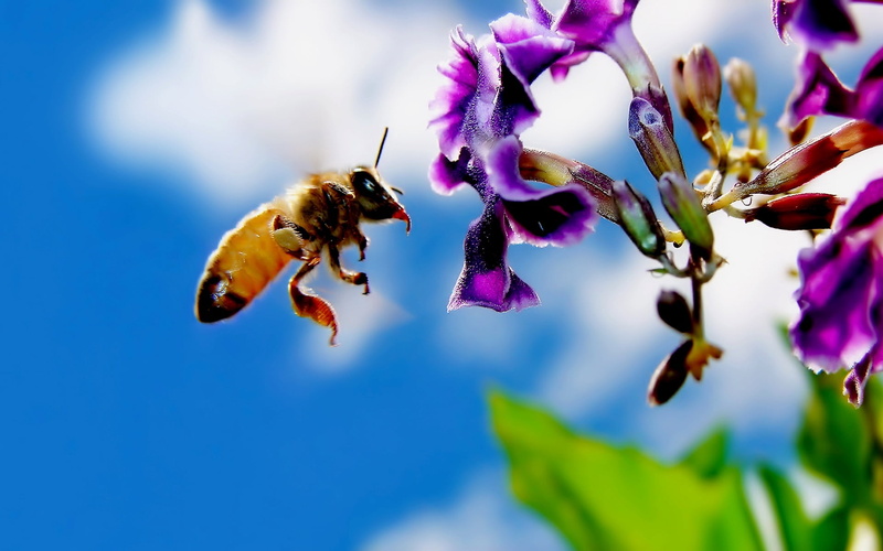 working, bumblebee, day, blossom, fragility, one animal, 1080P, macro, animal, insect, springtime, animal themes, pollen, flower, animal wildlife, hovering