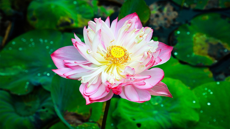 flowers, 1080P, water lilies, pink flowers, lotus flowers