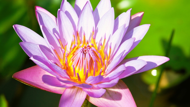 Water, Petals, 4K, Photography, Lily, Macro, Flower, Pink