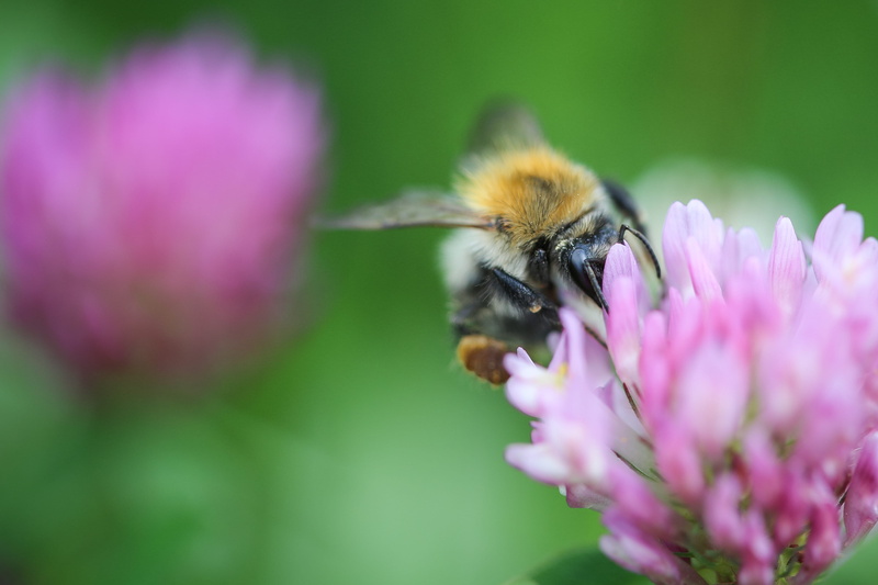 insect, purple, blossom, animal themes, beauty In Nature, macro, one animal, pollination, bee, animals in the wild, honey, pink color, animal, pollen, animal wildlife