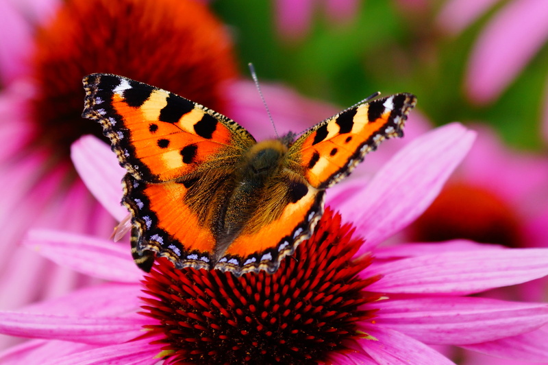 purple, macro, summer, beautiful, orange Color, fragility, springtime, single Flower, pollination, pink color, beauty In Nature, pink, lepidoptera, flower head
