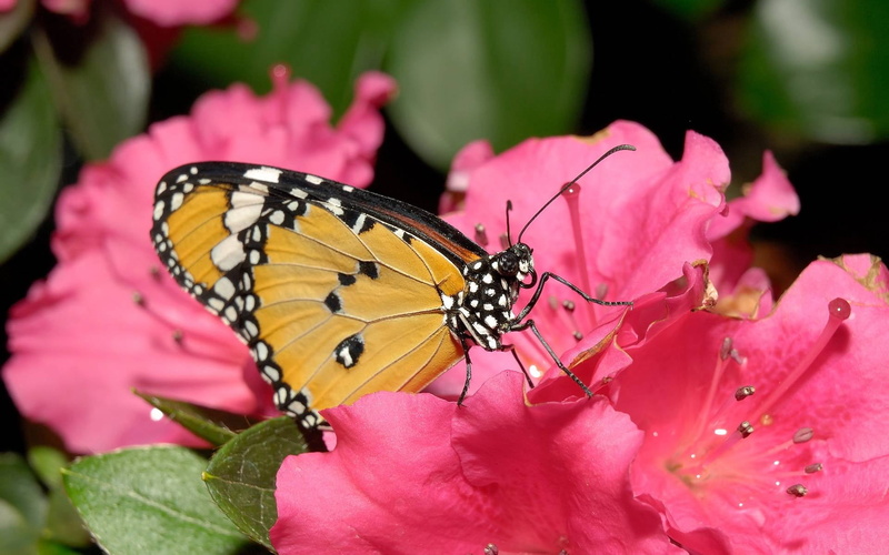 pollen, beauty In Nature, black Color, orange Color, purple, color Image, green Color, animal Wing, colors, 1080P, close-up, day, nature, animal Antenna