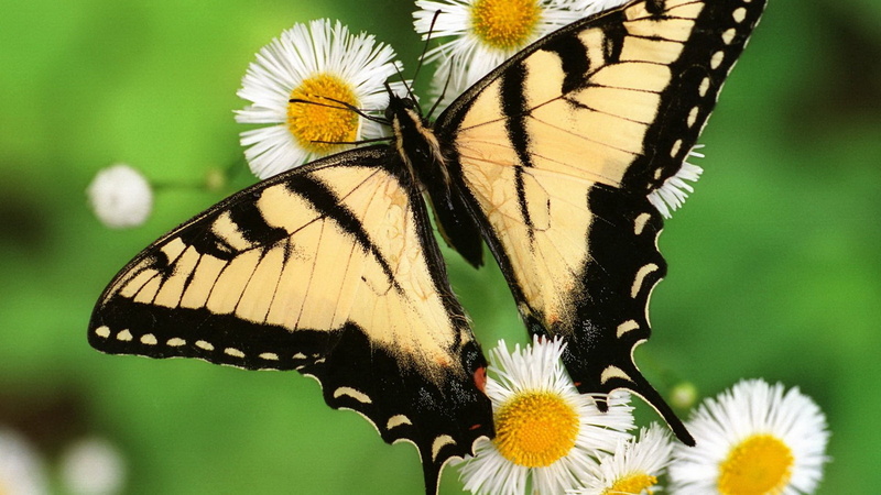 focus on foreground, animal themes, invertebrate, freshness, animals Feeding, beauty In Nature, butterfly - Insect, plant, macro, flowering plant, black