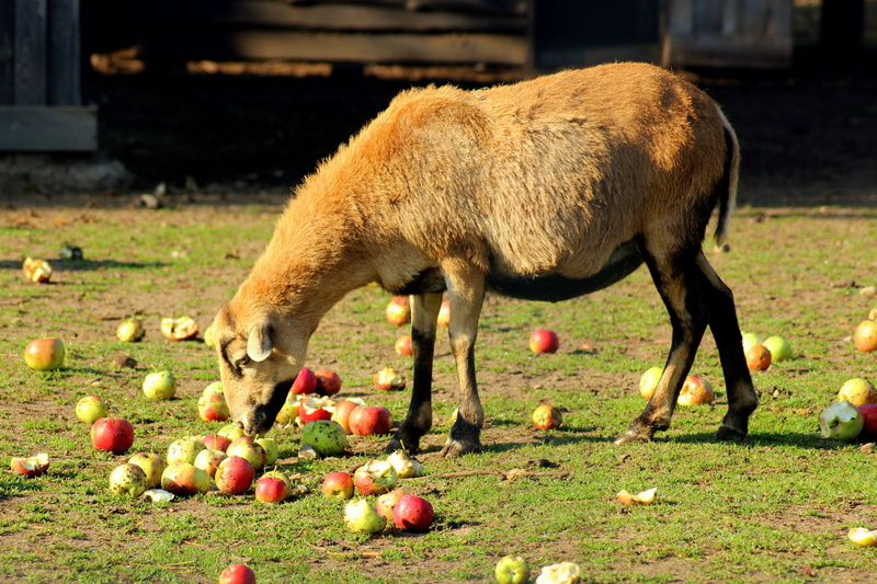 field, domestic animals, day, food and drink, herbivorous, fruit, livestock, outdoors, freshness, agriculture, apples, eating, food, sheep, animal, one animal