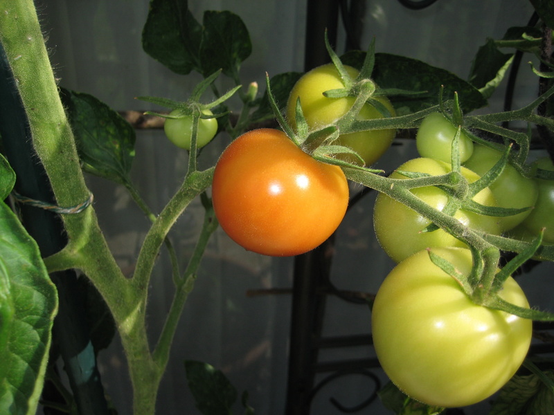 orange color, 2K, tomato, ripe, raw food, fruit, organic, nature, eat, plant, greenhouse, freshness, plant part, day, food, leaf, summer, growth, agriculture