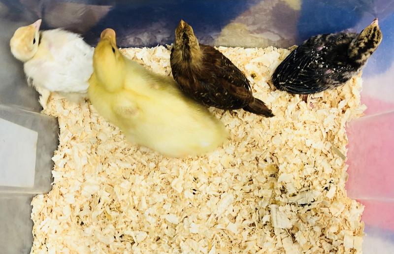food, animal family, birds, bird, feeding, domestic animals, freshness, farm, group of animals, indoors, no people, little, animal, 2K, meat, chicken - bird