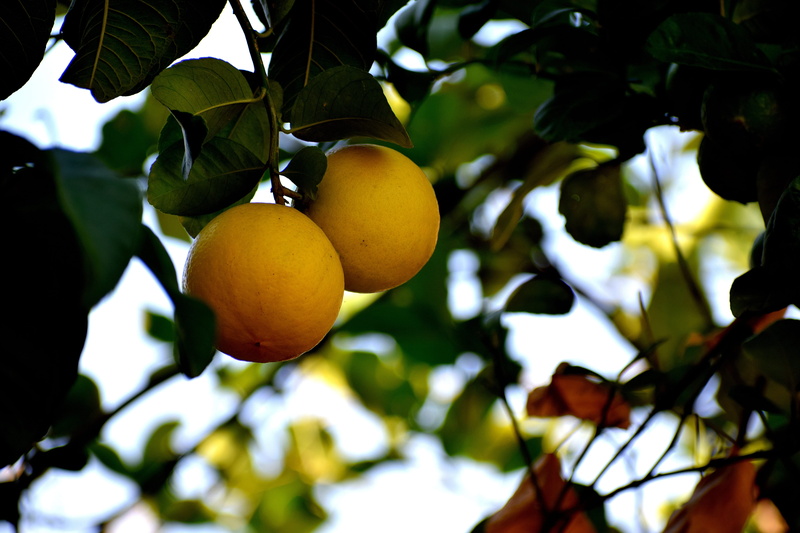 vitaminhaltig, day, vitamins, feed, health, lemon, orange tree, fruit, branch, nutrition, plant, diet, freshness, food and drink, food, delicious, sweet