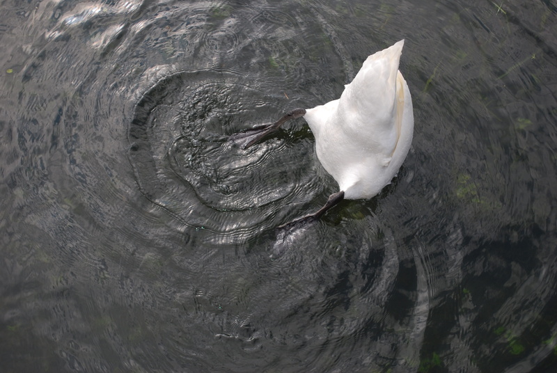 ornithology, Water, freshness, reflection, ripple, backgrounds, bird, full frame, white, no People, waterfowl, Lake, day, up tail, textured, white color