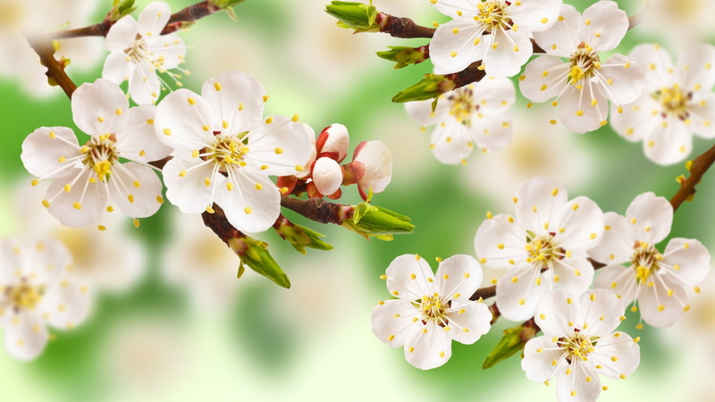 cherry tree, macro, plants, beauty in nature, freshness, petal, no people, plant, 1080P, day, nature, cherry blossom, vulnerability, pollen, flower head