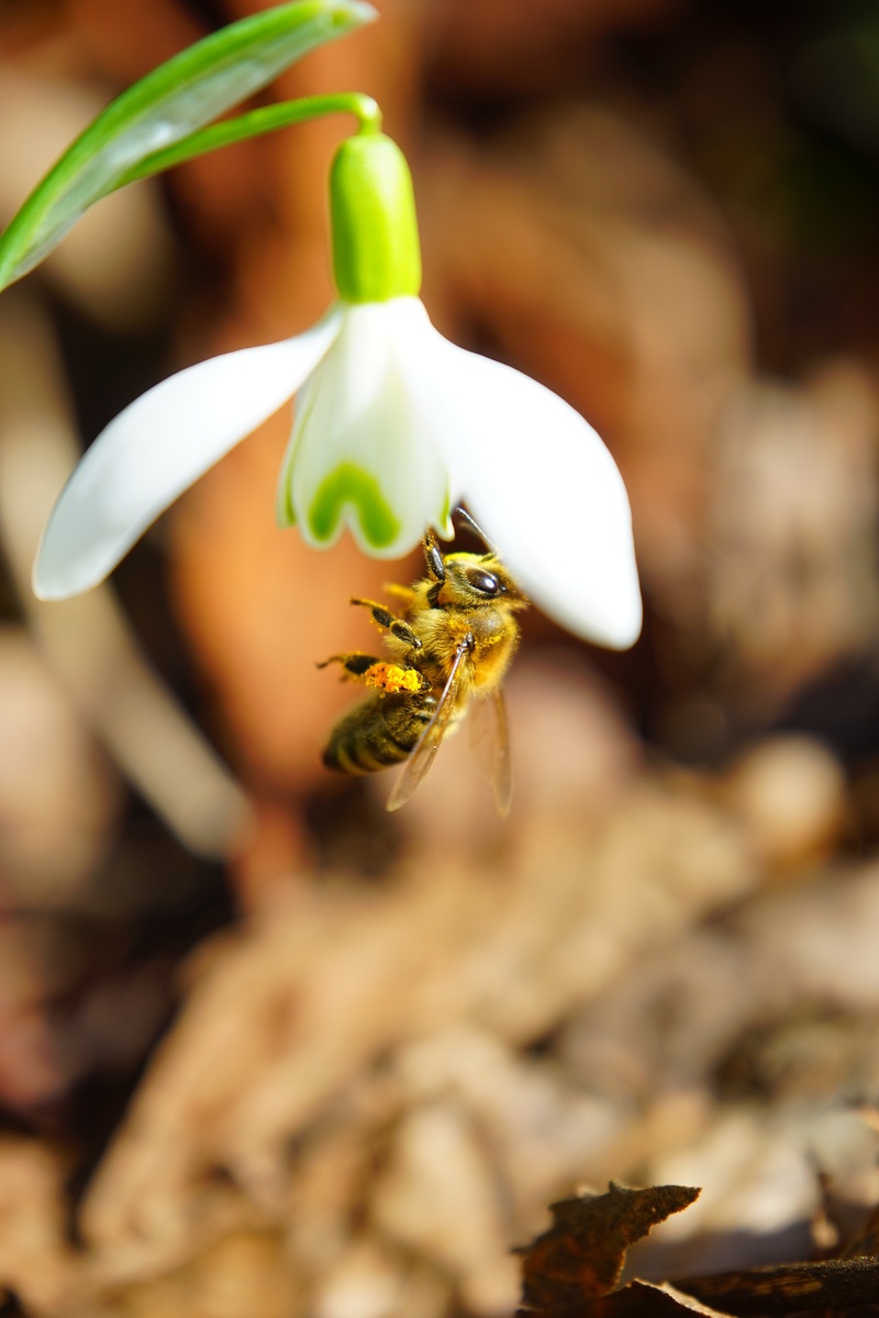 amaryllis plant, pollination, focus on foreground, insect, blossom, signs of spring, one animal, amaryllidaceae, animals in the wild, spring, spring flower