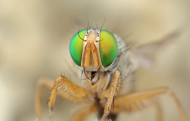1080P, invertebrate, fly, insect, one animal, macro, selective focus, animal body part, extreme close-up, animals in the wild, animal, no people, animal wing