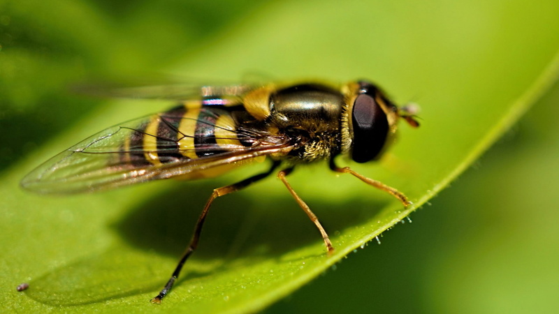 bees, leaves, closeup, animals, 1080P, insect