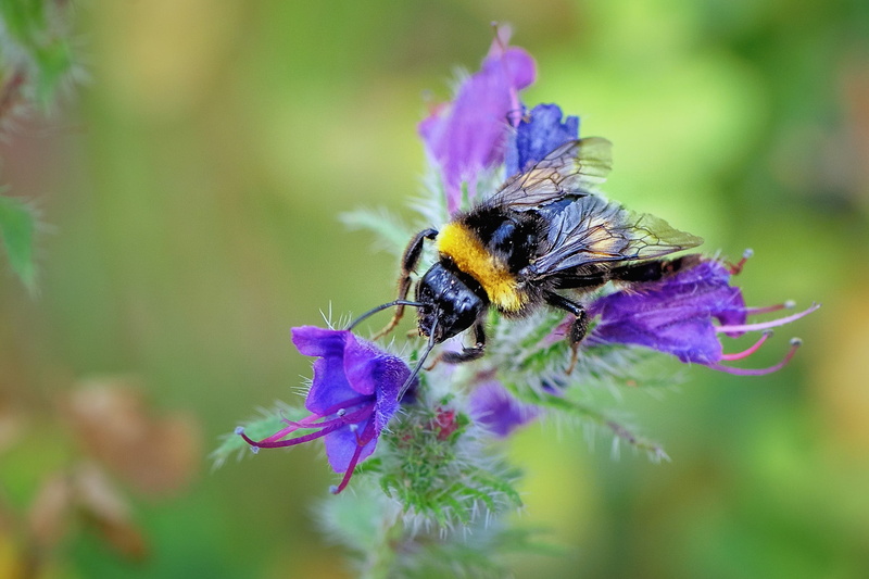 pollination, invertebrate, beauty in nature, close-up, insect, flower, macro, flowers, 1080P, hymenoptera, freshness, purple, no people, fragility, animals in the wild