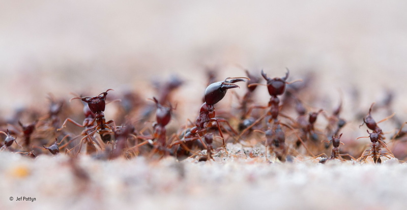 hymenoptera, macro, focus on foreground, nature, land, brown, field, defocused, no people, animal themes, plant, fragility, ants, dry, day, food and drink