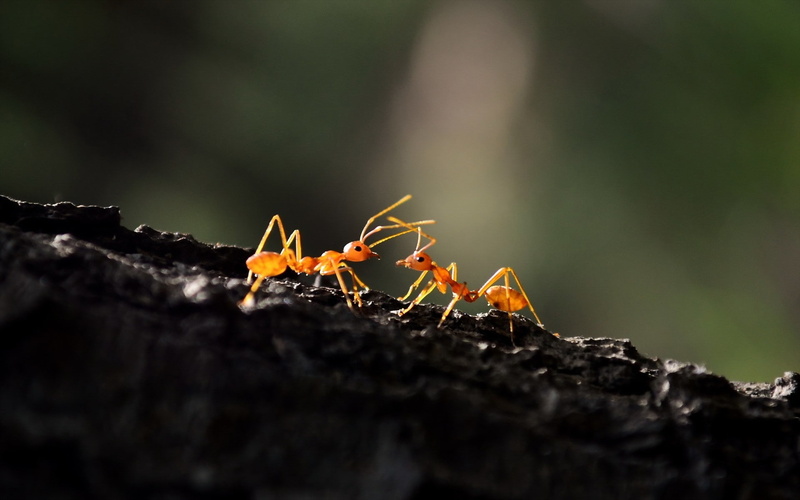 oecophylla, ants, macro, animals, hymenoptera, 1080P
