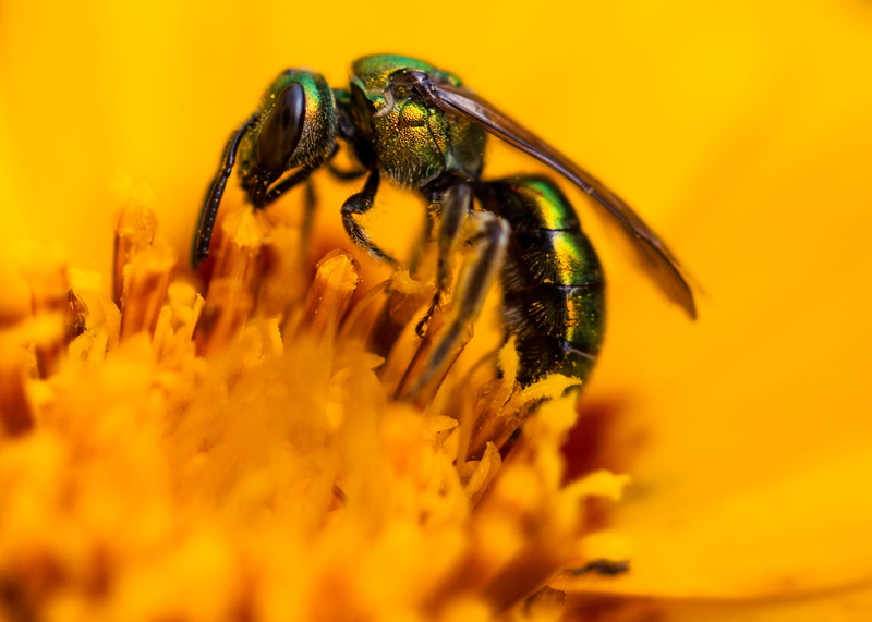 cuckoo, Nectar, Flowers, wasp, Flying, yellow, flower, close, pollination, pollen, 1080P, insect, Wings, Wild  Life, close-up, Outdoors, Buzz, green, Nature
