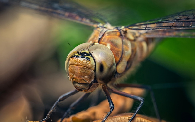 macro, dragonfly, photo, brown, 720P, photography