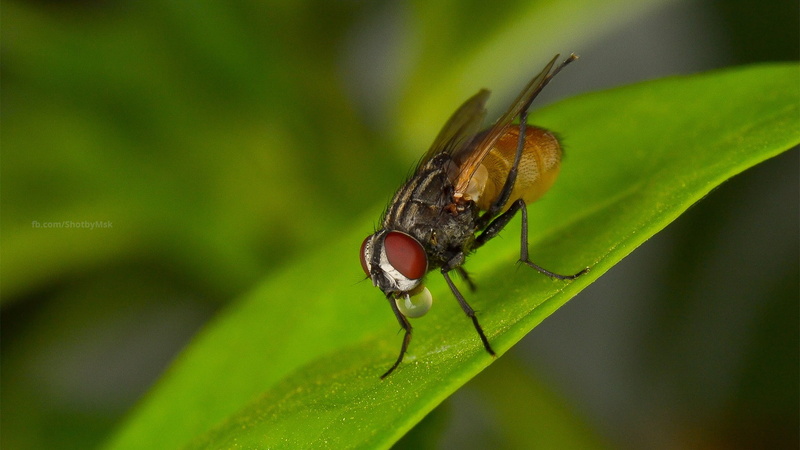 1080P, macro, bokeh, nature, insect, photography, closeup, wings