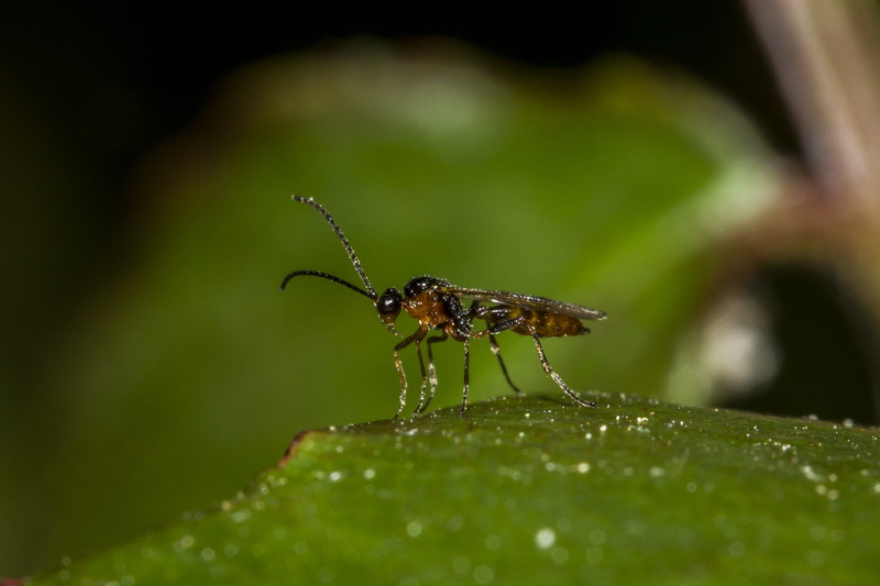 photography, aphidius, Ervi, UK, Fly, wildlife, Insect, focus, wasp, green leaf, nature, Aphid, animal, shallow, parasitoid, brown, Valentine, close-up