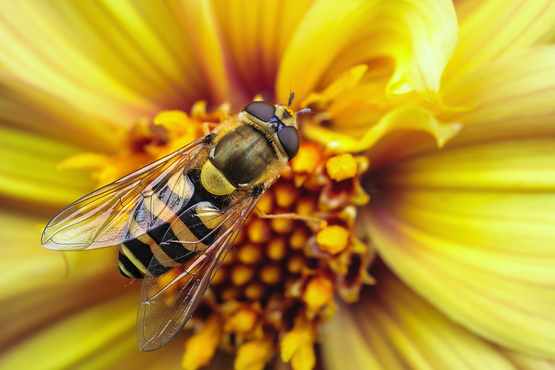 yellow, flower, macro, wings, 4K, wasp, Bee, stripes, insects