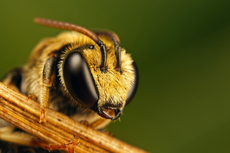 macro, animal themes, eyes, insect, yellow, black Color, pollen, flower head, arthropod, green Color, focus on foreground, bumblebee, plant, animals in the wild