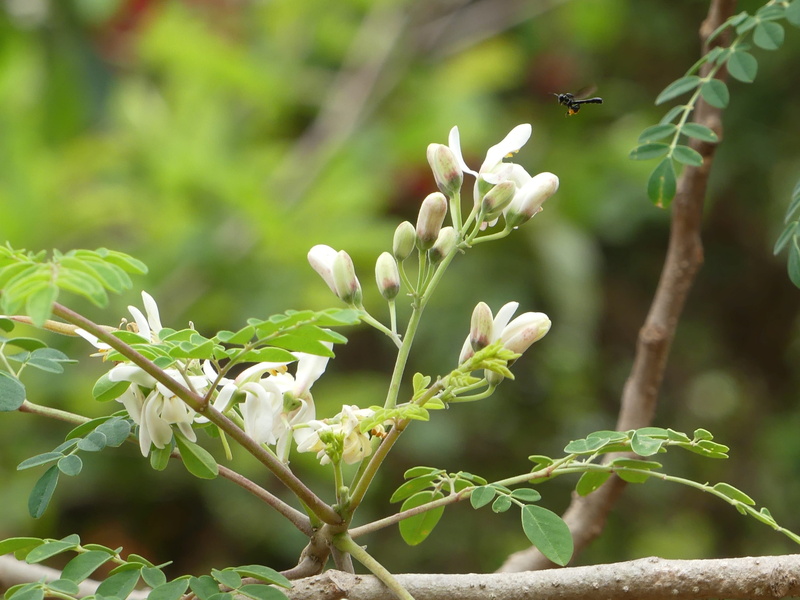 white, plant stem, blossom, vulnerability, freshness, guinea, flower head, petal, flower, outdoors, close-up, plant part, no people, growth, bud, white color